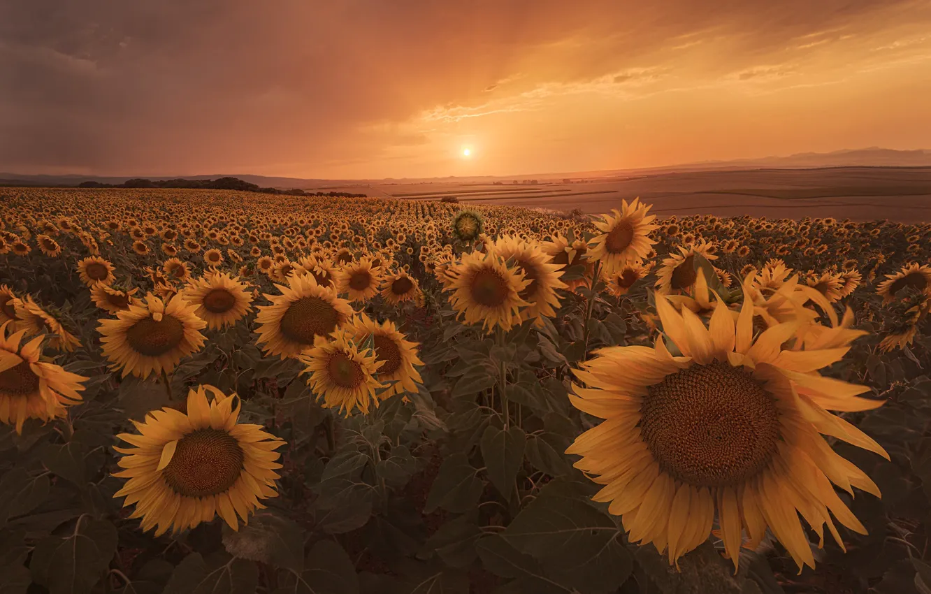 Фото обои поле, лето, небо, солнце, подсолнухи, закат, цветы, туман