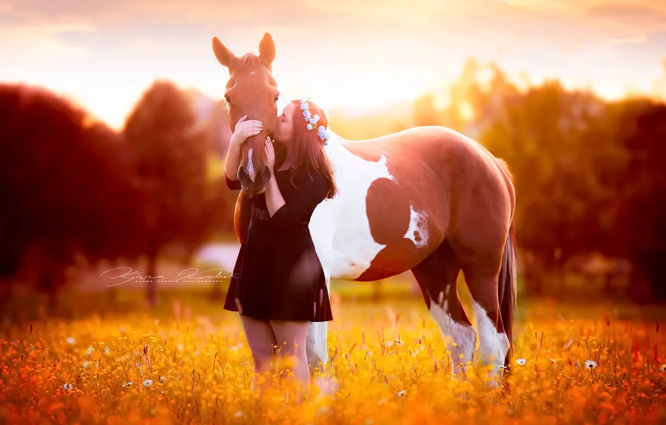 Фото обои поле, девушка, конь