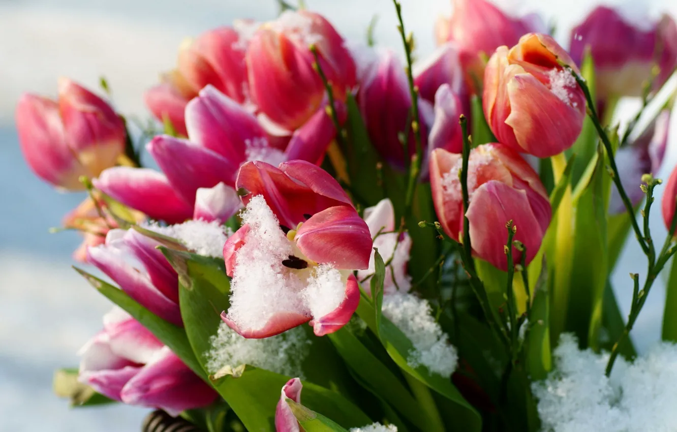 Фото обои снег, цветы, весна, тюльпаны