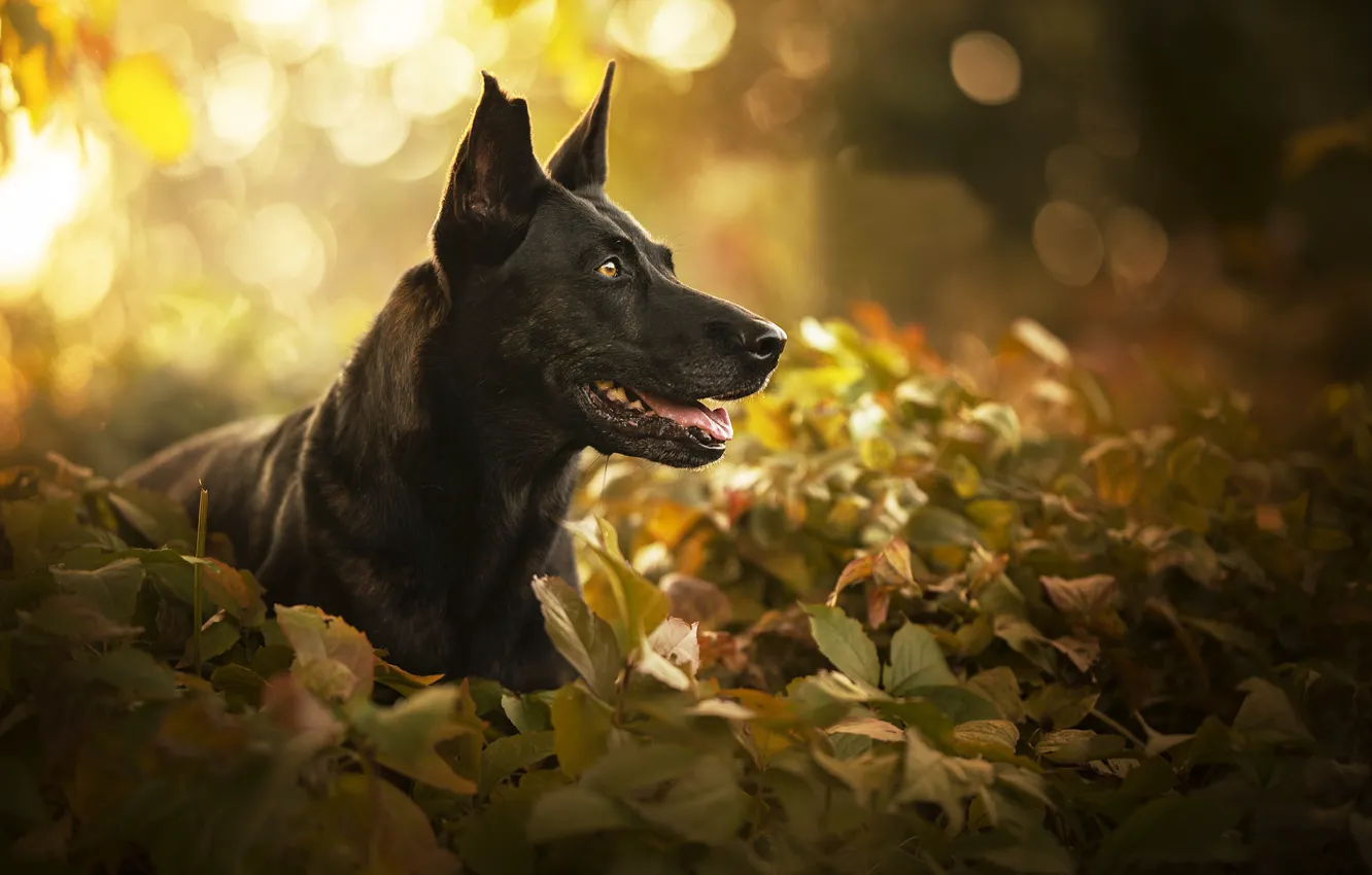 Фото обои морда, листья, портрет, собака
