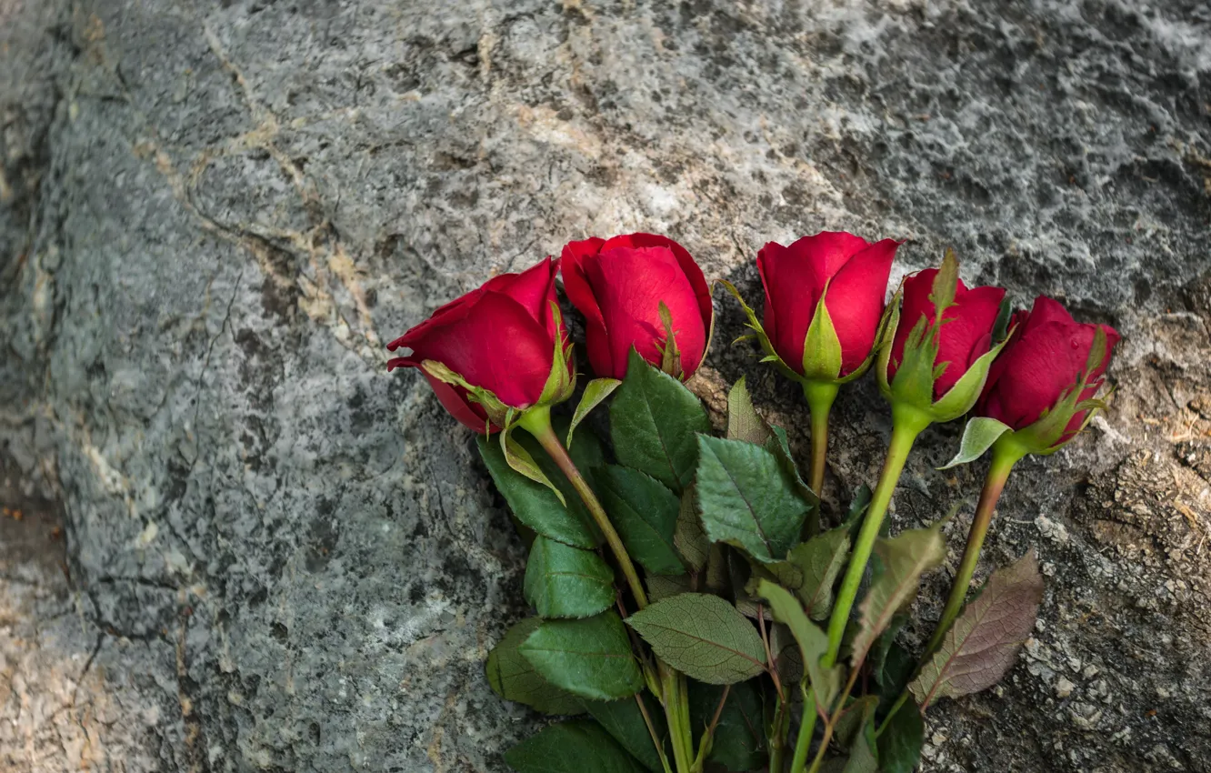 Фото обои цветы, розы, букет, красные, red, бутоны, flowers, romantic