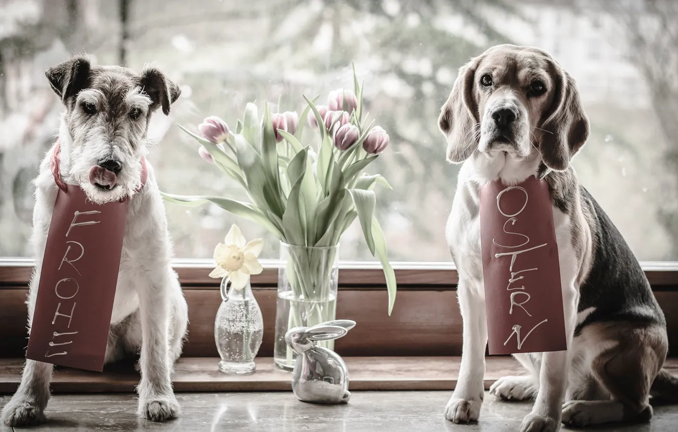 Фото обои животные, собаки, цветы, заяц, окно, Пасха, пара, тюльпаны
