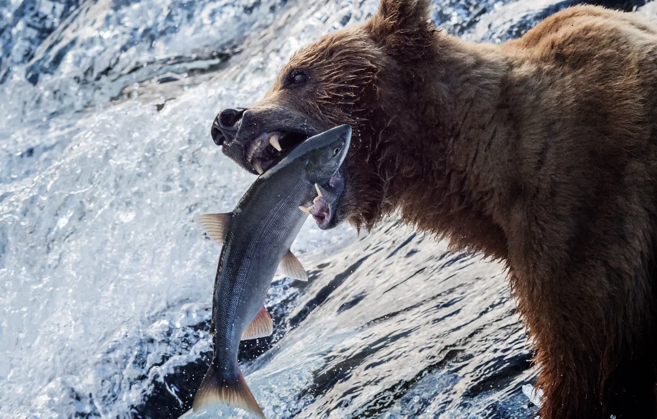 Фото обои вода, река, рыбалка, рыба, медведь, Аляска, гризли, улов
