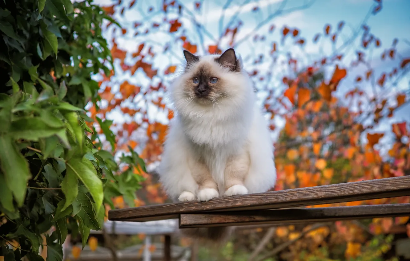 Фото обои осень, кошка, кот, взгляд, листья, ветки, листва, доски
