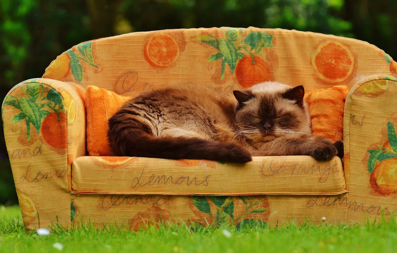 Фото обои кошка, лето, трава, кот, поза, диван, сад, спит