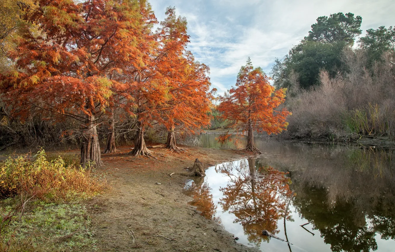 Фото обои осень, пруд, парк