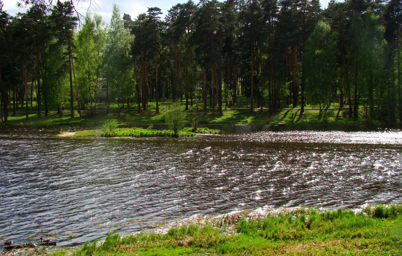 Фото обои лес, лето, вода, деревья, пейзаж, природа, озеро, Кратово