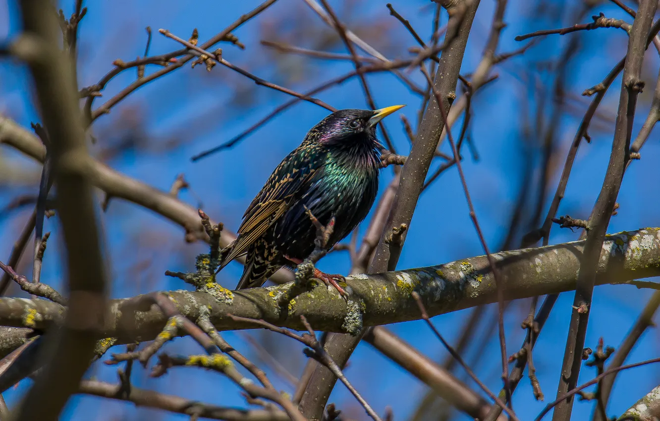 Фото обои птица, весна, скворец, сидит на дереве