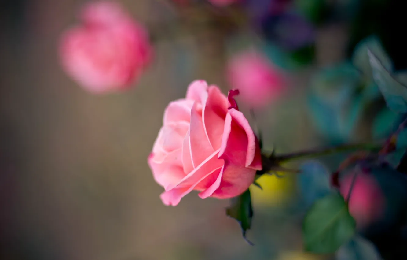 Фото обои цветок, макро, розовая, роза, лепестки, размытость, бутон