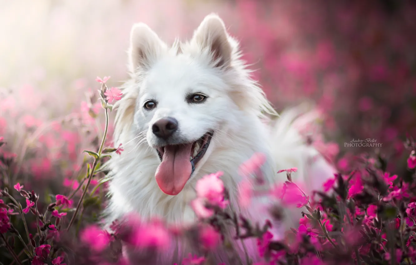 Фото обои язык, морда, радость, цветы, собака, боке