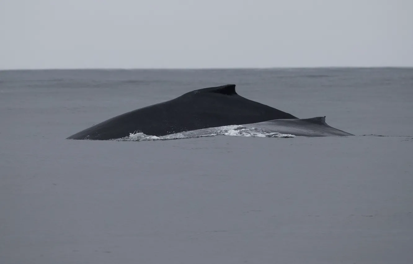 Фото обои pacific ocean, whales, humpback, mom, calf