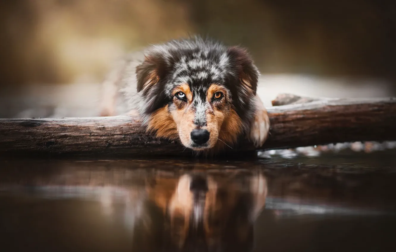 Фото обои взгляд, морда, вода, собака, бревно, Австралийская овчарка, Аусси