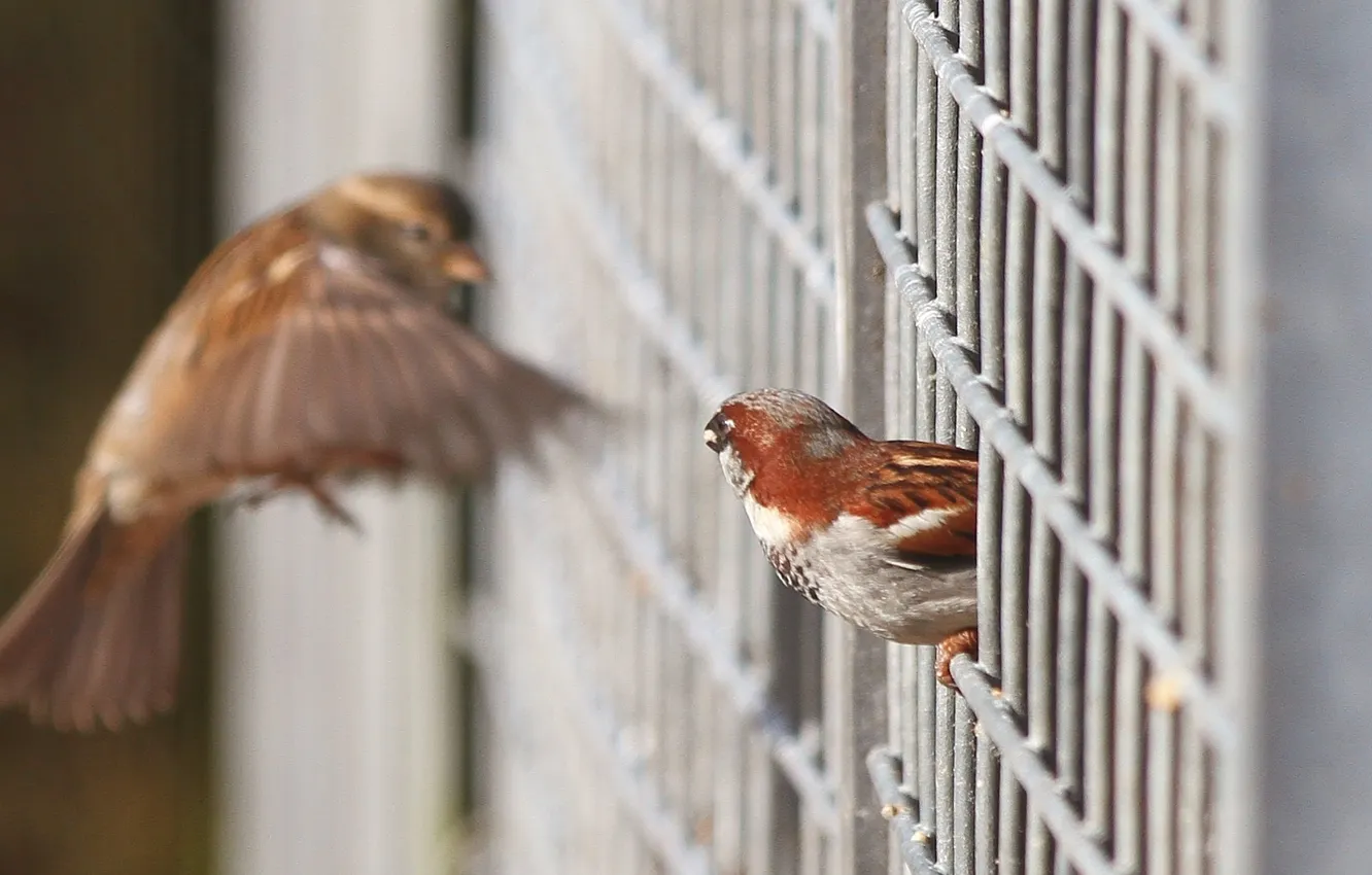 Фото обои птицы, сетка, забор, фокус, решетка, воробьи
