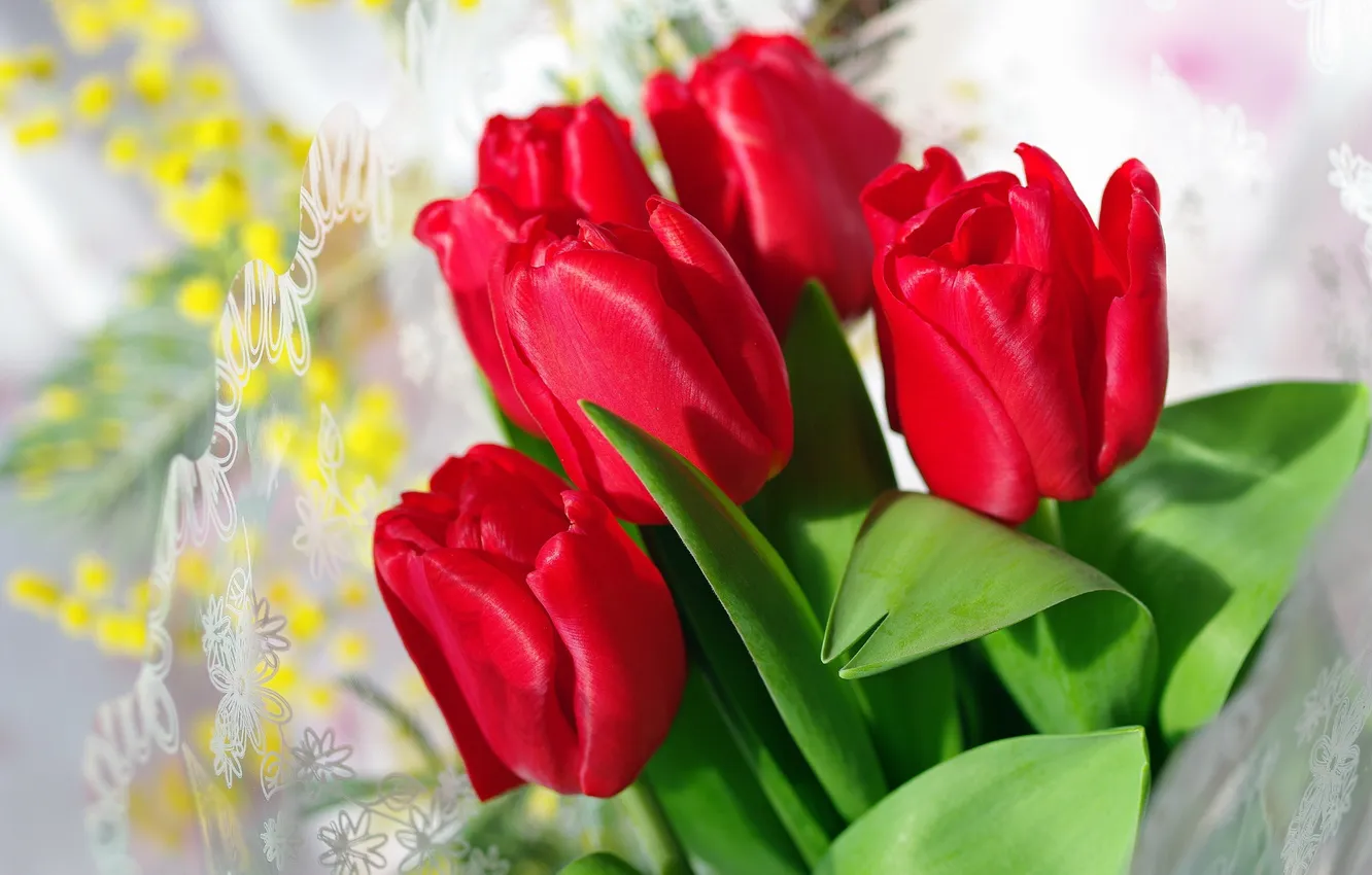 Фото обои красный, тюльпаны, бутоны