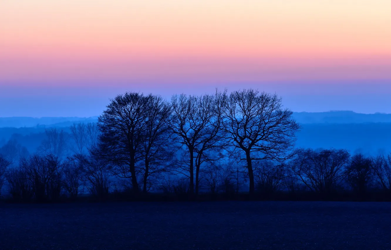 Фото обои небо, деревья, закат