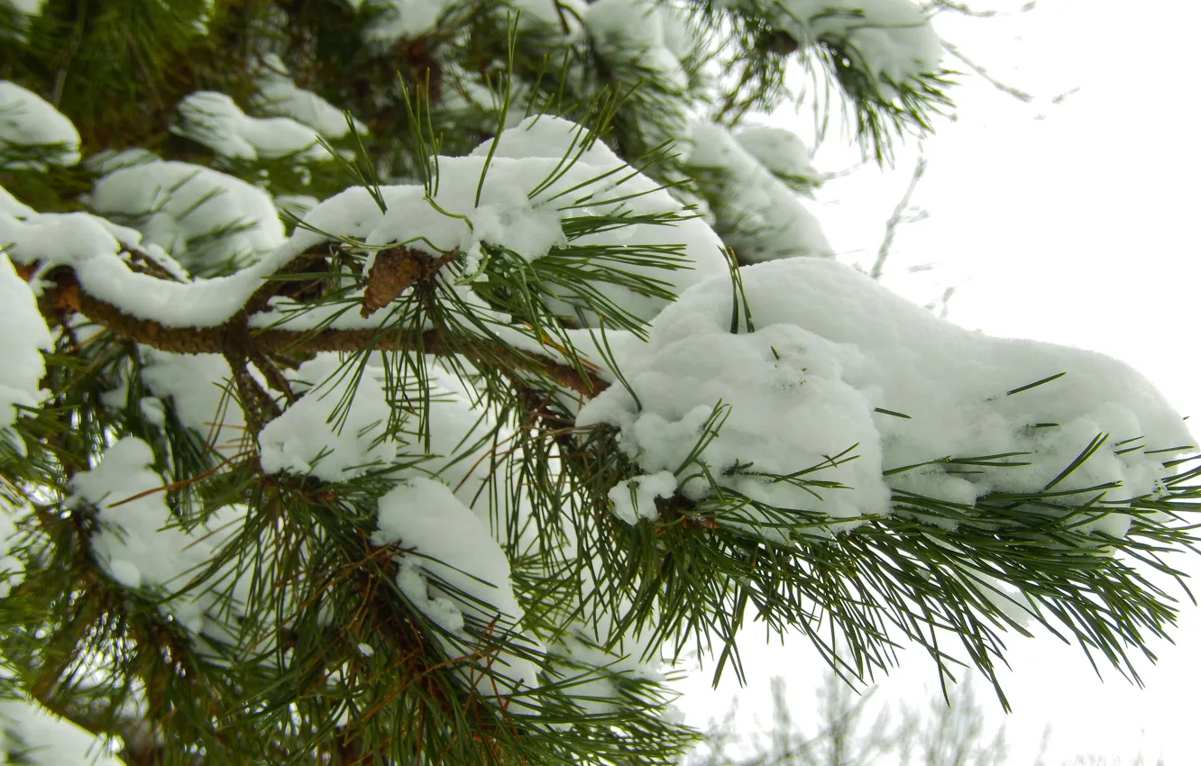 Фото обои зима, снег, природа, фон, ель, Новый Год, Новый год, шишка