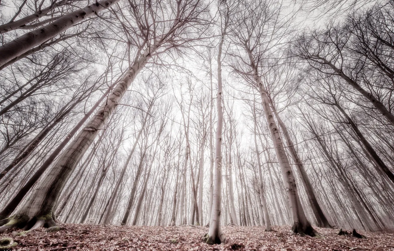 Фото обои лес, деревья, туман