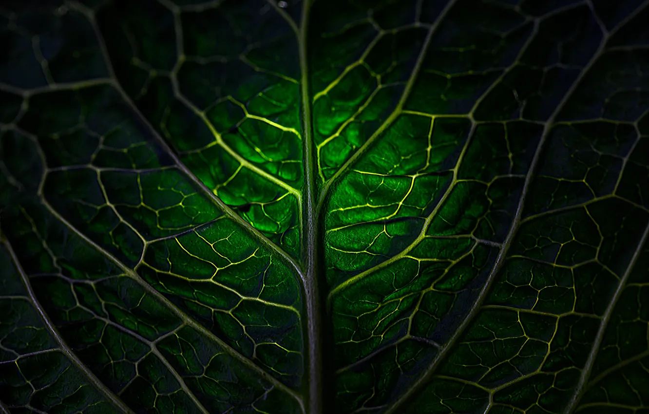Фото обои лист, leaf, Mark Stewart