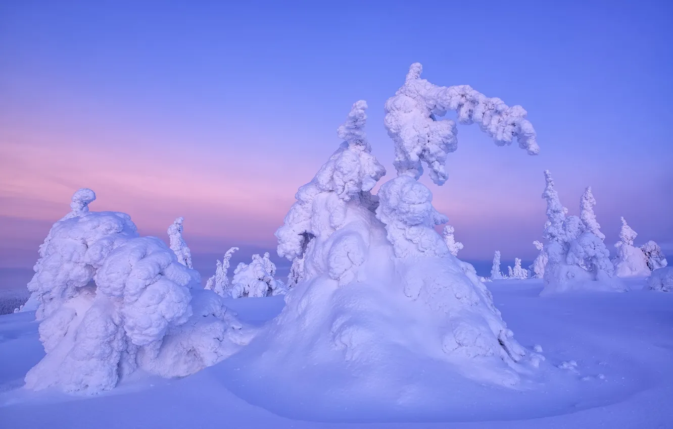 Фото обои зима, деревья, пейзаж, природа, утро, ели, Финляндия, снега