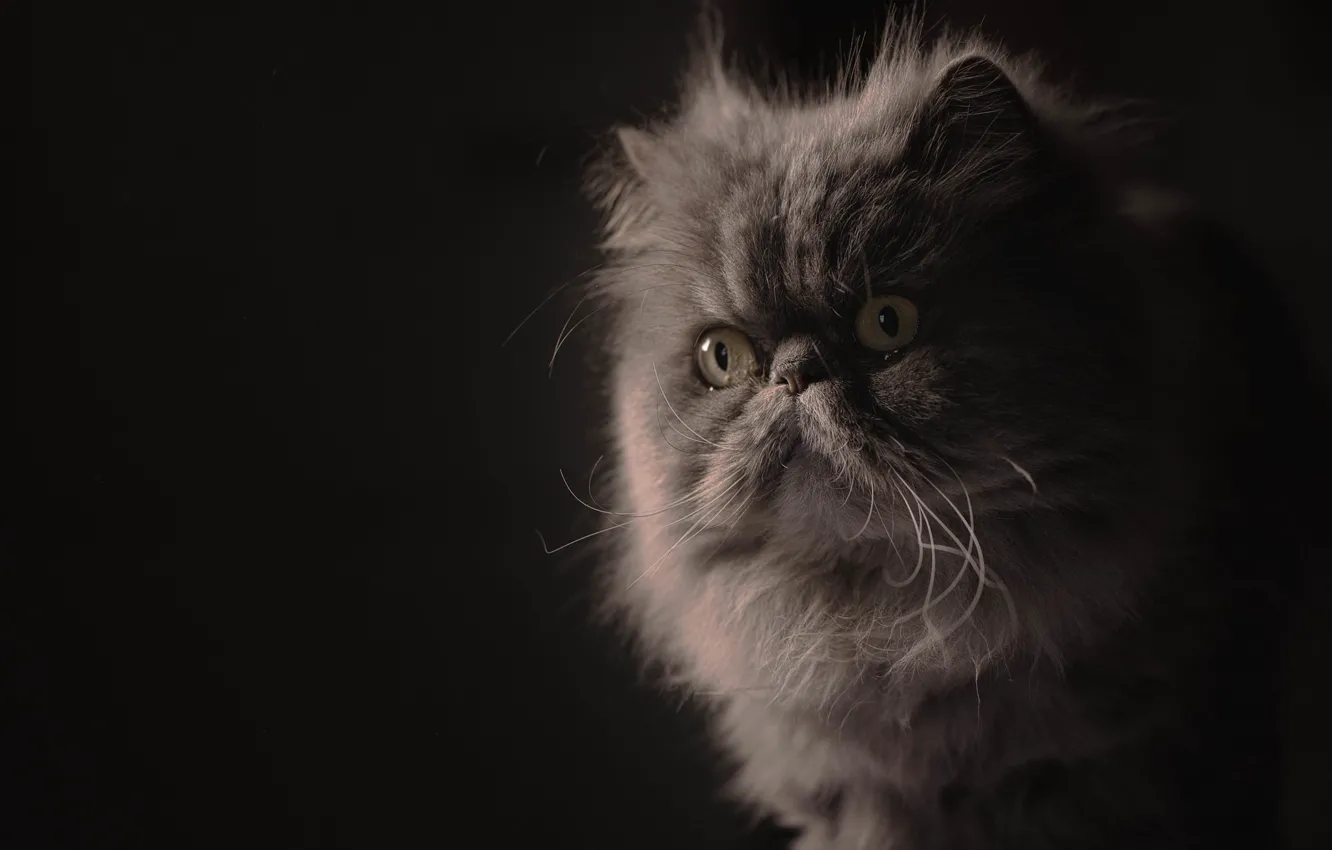 Фото обои взгляд, портрет, мордочка, пушистая, тёмный фон, Персидская кошка
