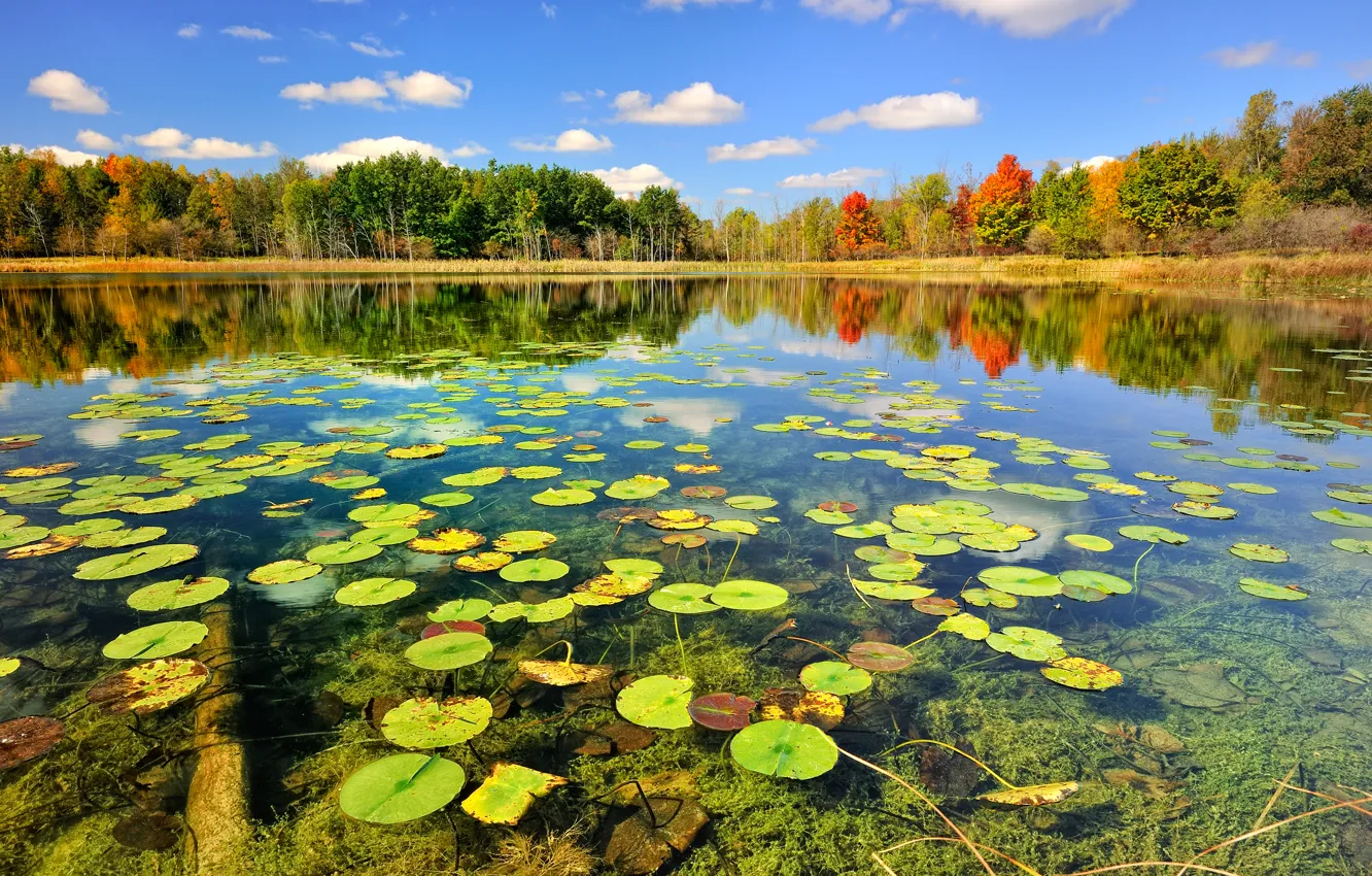 Фото обои осень, лес, природа, озеро