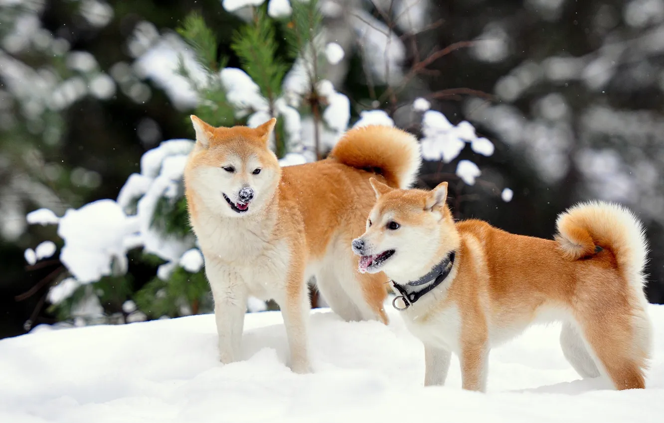 Фото обои зима, снег, Сиба-ину