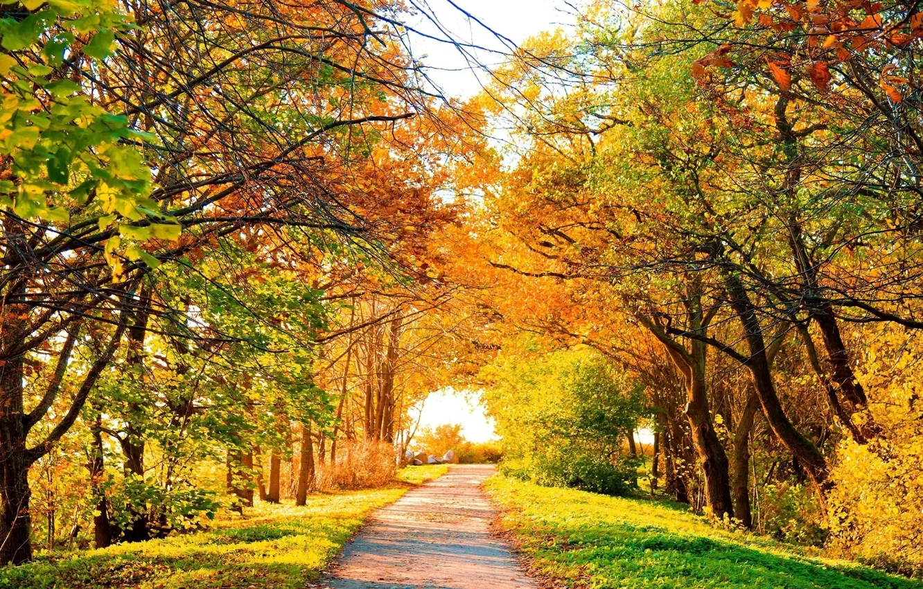 Фото обои осень, краски, алея, яркая, осени, осенняя, золотая.