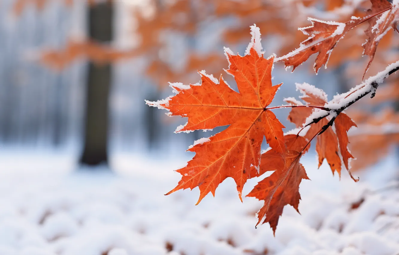 Фото обои зима, осень, листья, снег, фон, клен, close-up, winter