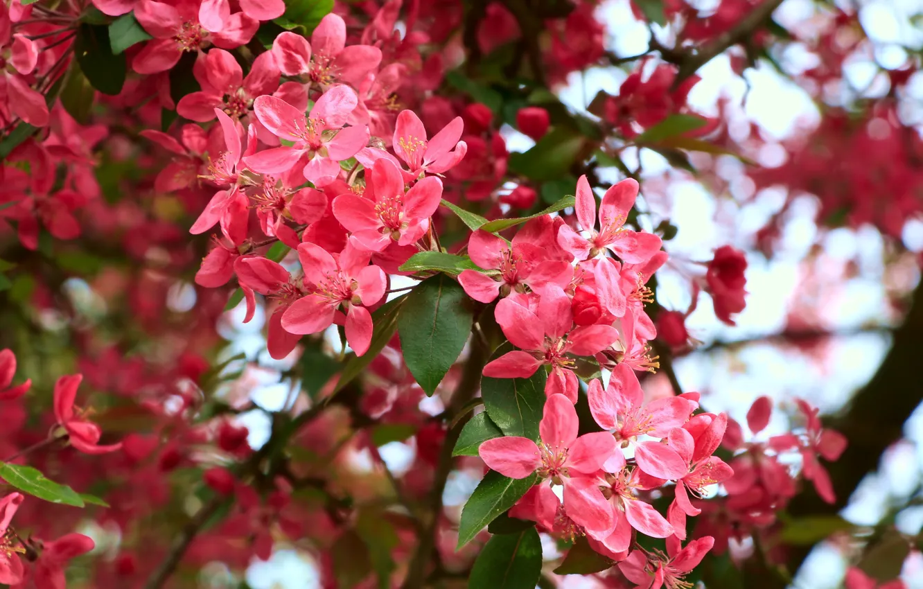 Фото обои flower, spring, bloom