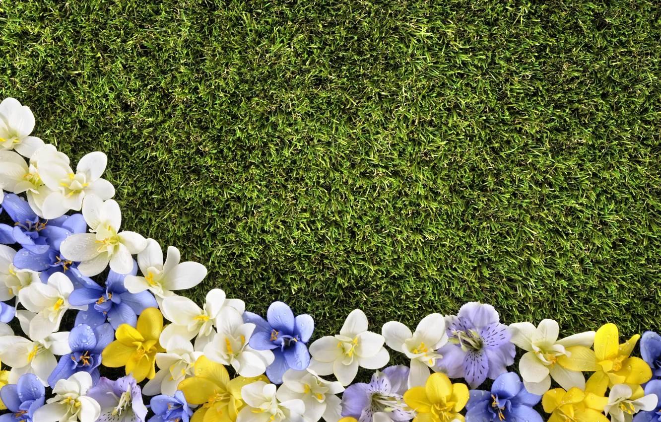 Фото обои цветы, газон, весна, grass, травка, flowers, spring, lawn