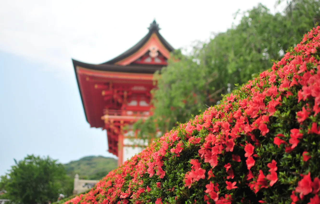 Фото обои Japan, Kyoto, flower