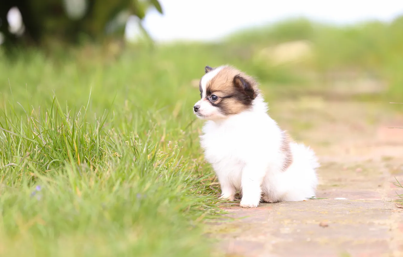 Фото обои трава, собака, малыш, щенок, боке, Континентальный той-спаниель, Папильон
