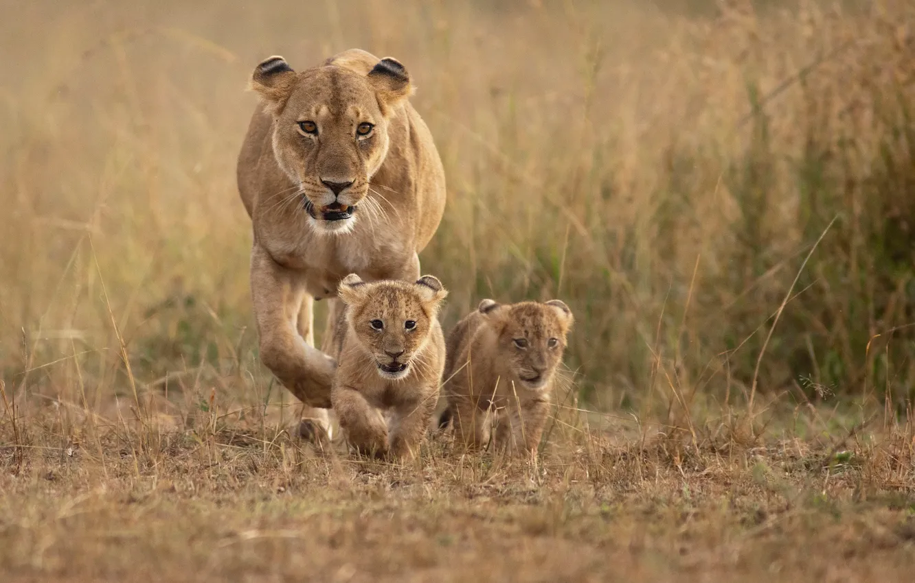 Фото обои animals, lions, mother, cubs, proud mom