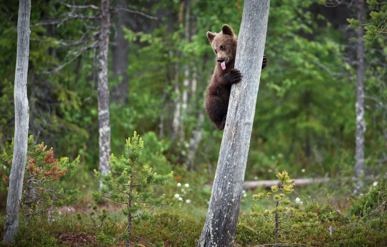 Фото обои лес, язык, поза, дерево, малыш, медведь, медвежонок, на дереве