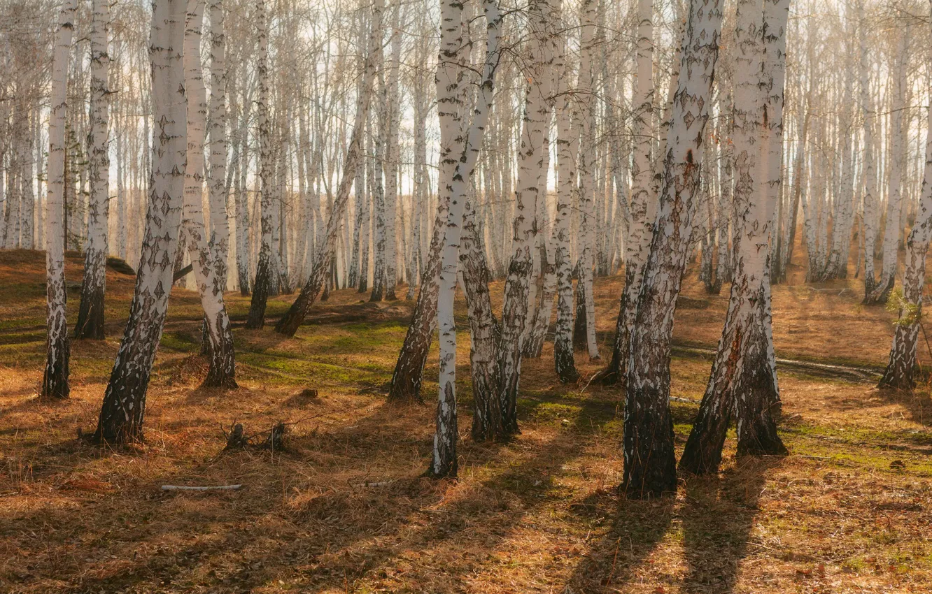 Фото обои осень, лес, стволы, березы, берёзы, березовая роща, березки