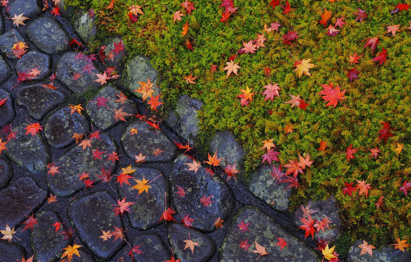 Фото обои осень, листья, цветы, камни, булыжники