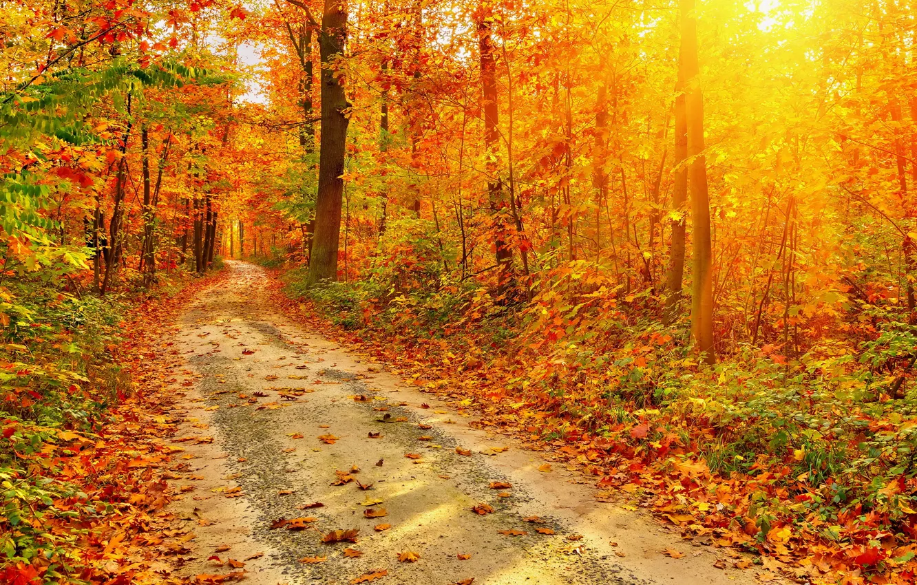 Фото обои Природа, Дорога, Осень, Лес, Листья