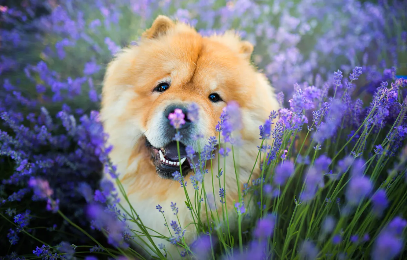 Фото обои поле, язык, взгляд, морда, цветы, поза, портрет, собака