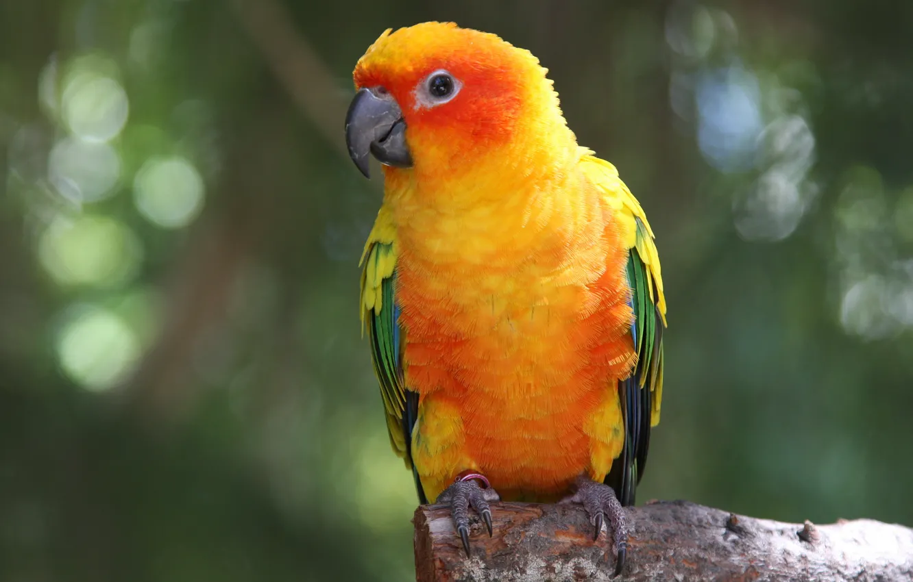 Фото обои макро, желтый, зеленый, птица, попугай