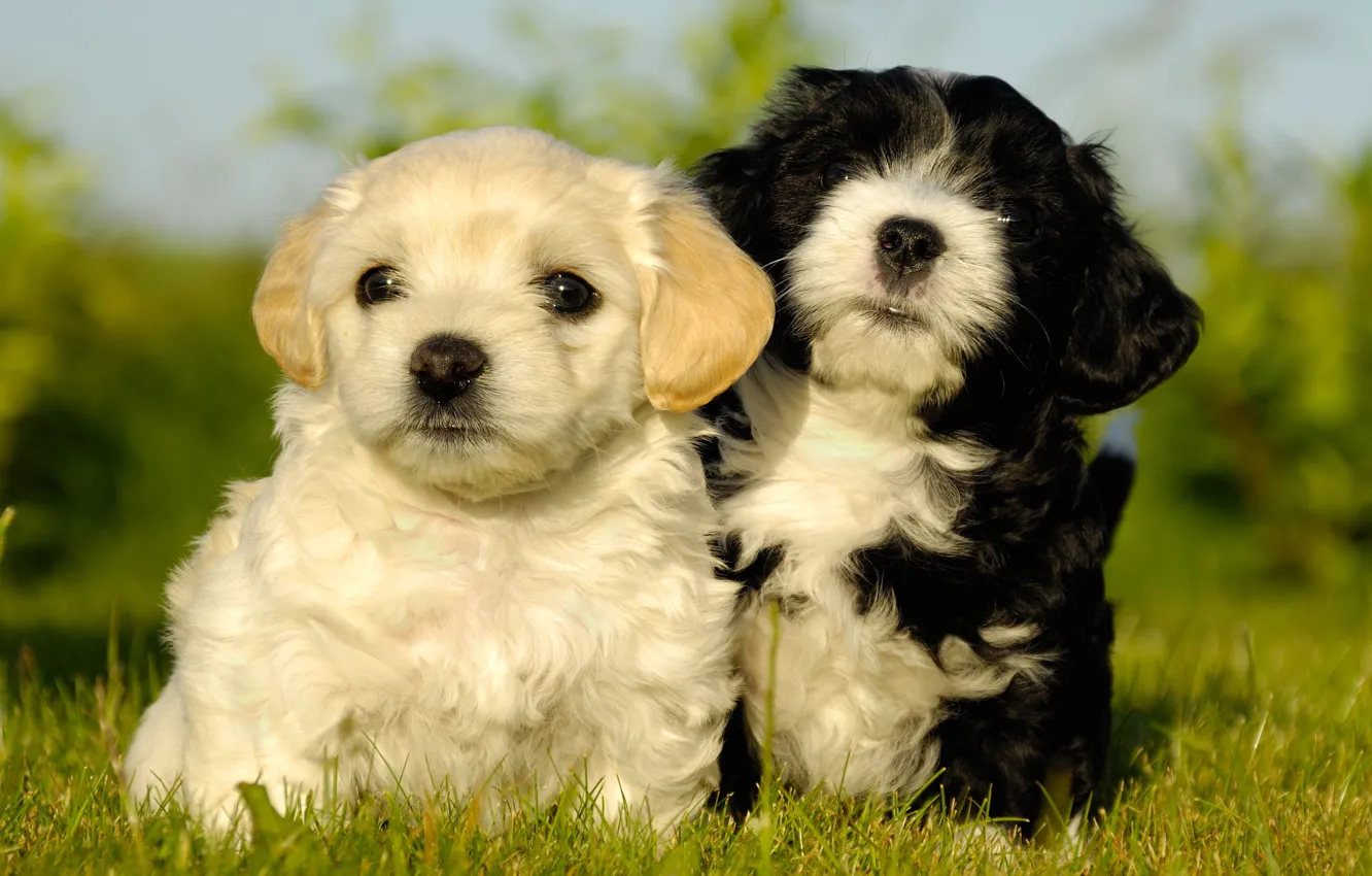 Фото обои собаки, белый, лето, трава, черно-белый, портрет, собака, щенки