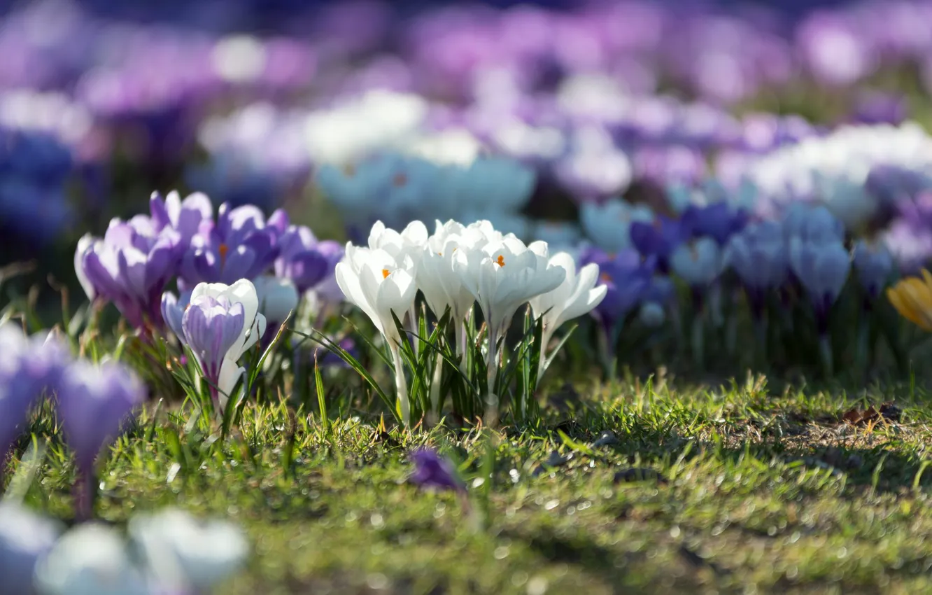 Фото обои цветы, природа, поляна, Весна, крокусы