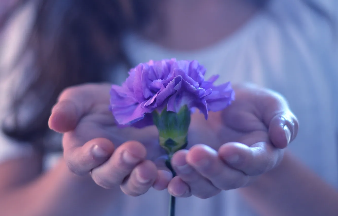 Фото обои фиолетовый, девушка, цветы, фон, обои, растение, руки, цветочек