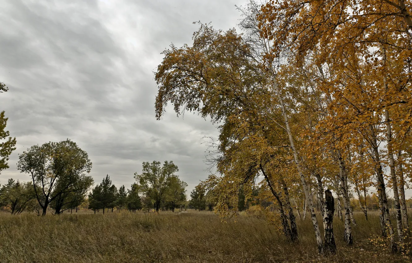 Фото обои осень, деревья, пейзаж, природа