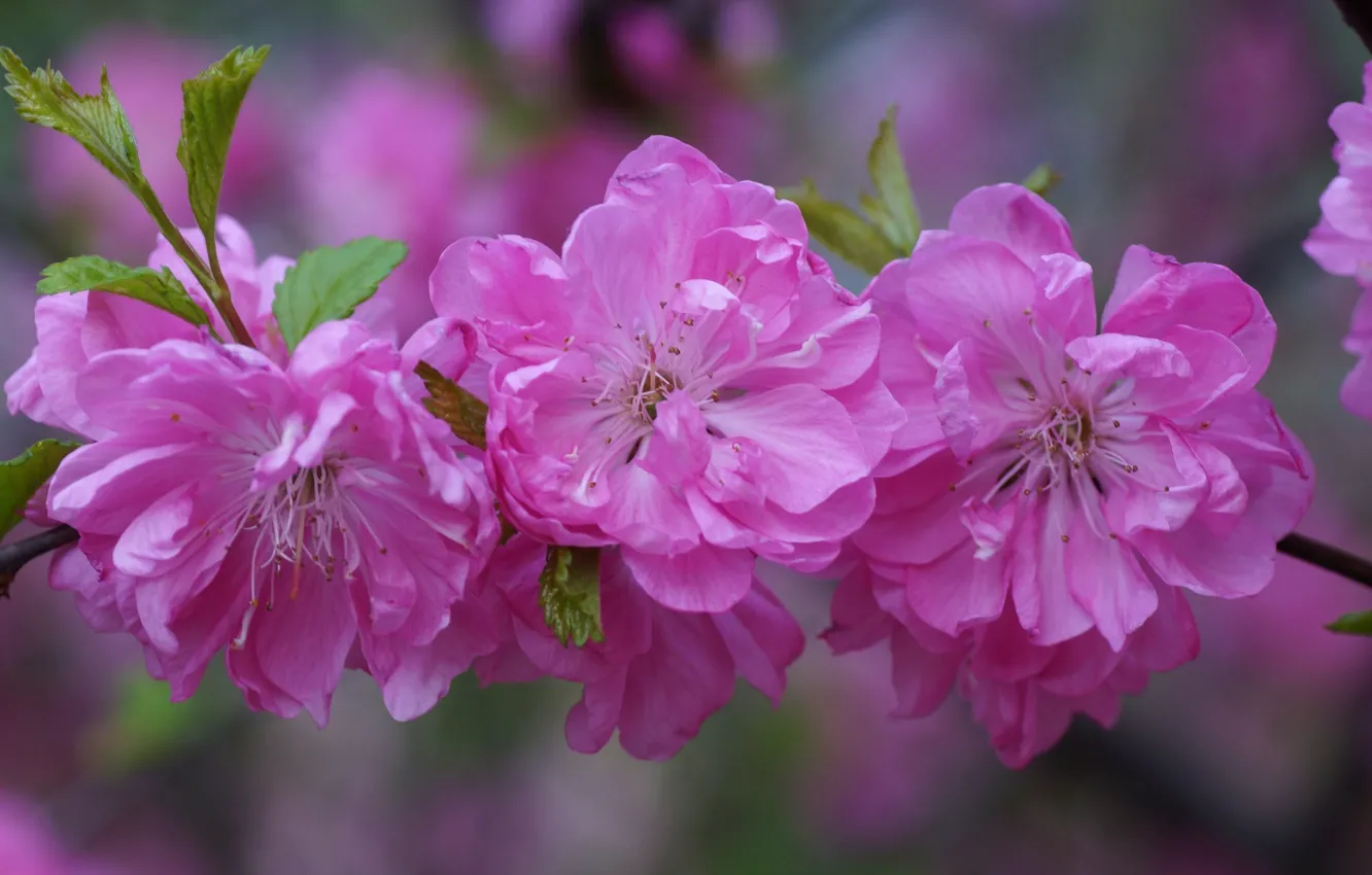 Фото обои цветы, вишня, ветка, лепестки, сакура, розовые, бутоны