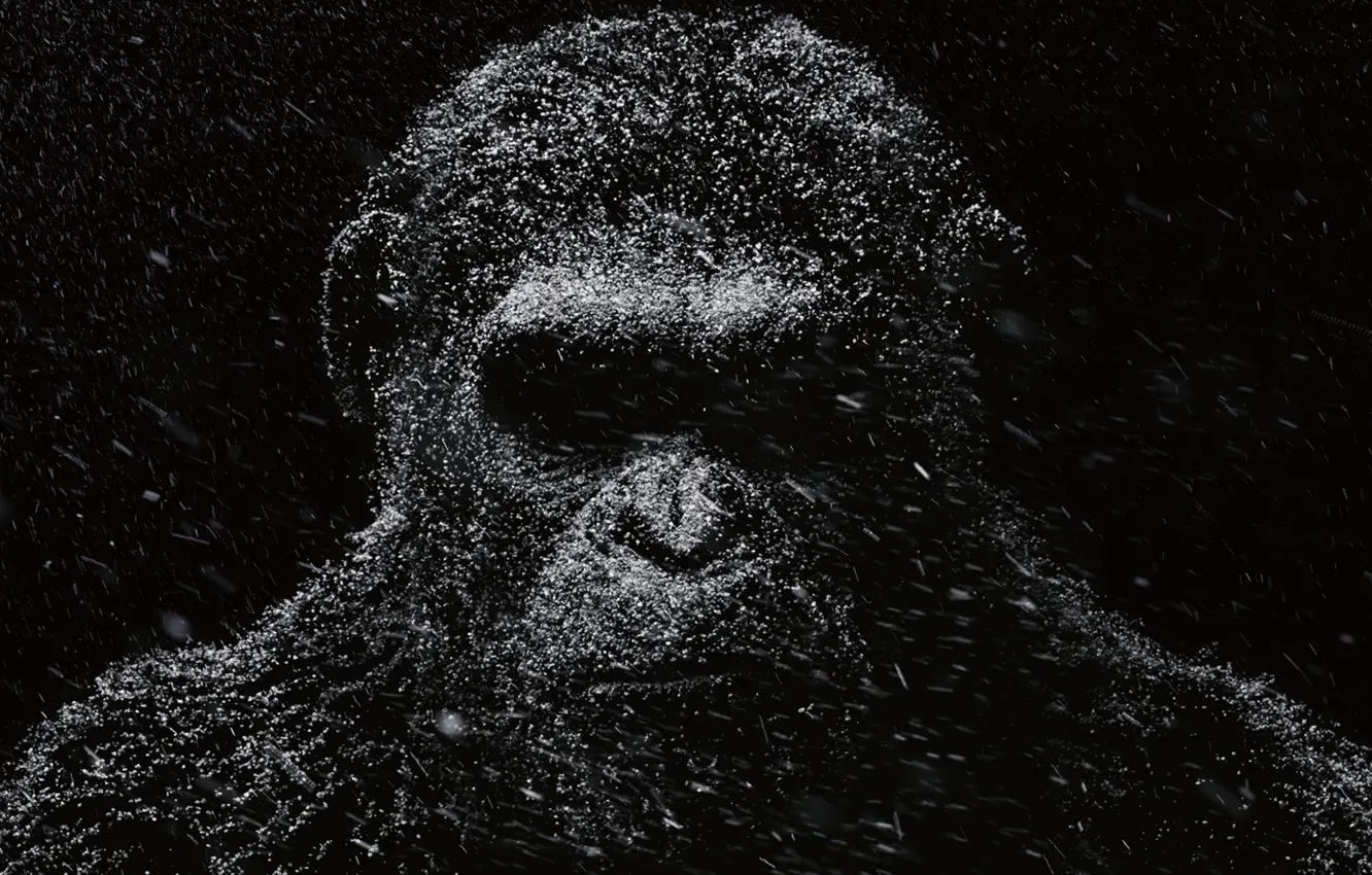 Фото обои Цезарь, Movie, Планета обезьян: Революция, Dawn of the Planet of the Apes