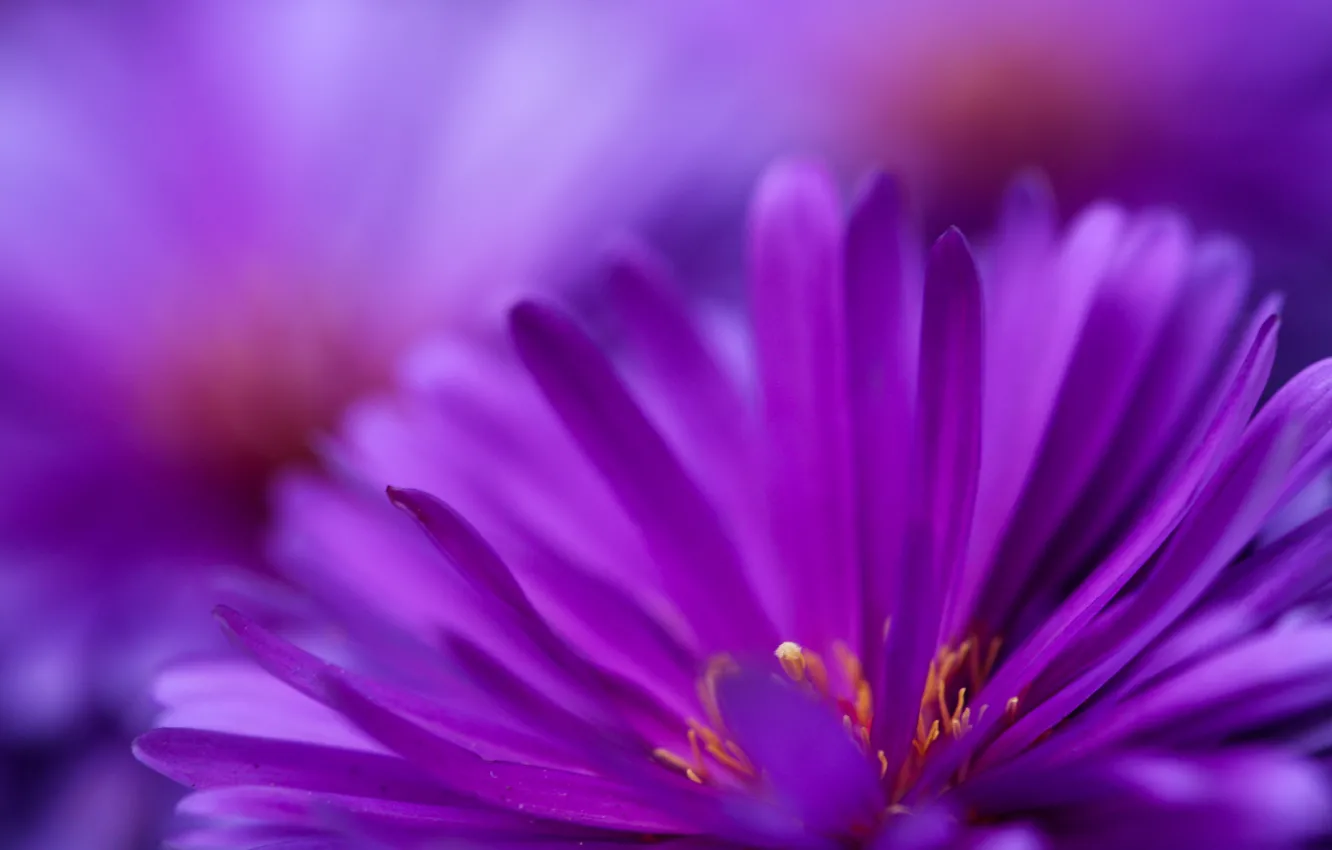 Фото обои фиолетовый, цветы, цветут