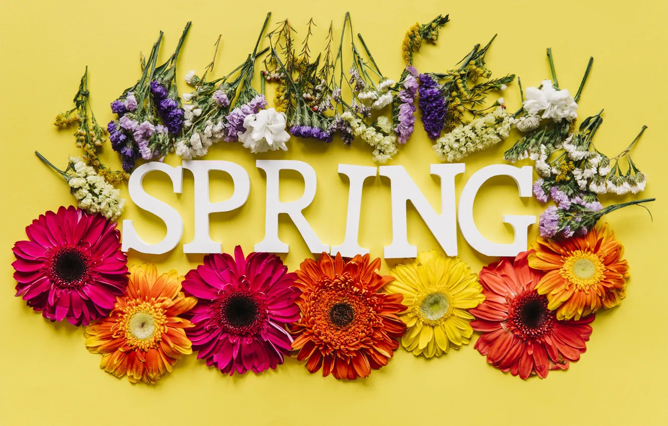 Фото обои цветы, весна, colorful, хризантемы, flowers, spring, bright