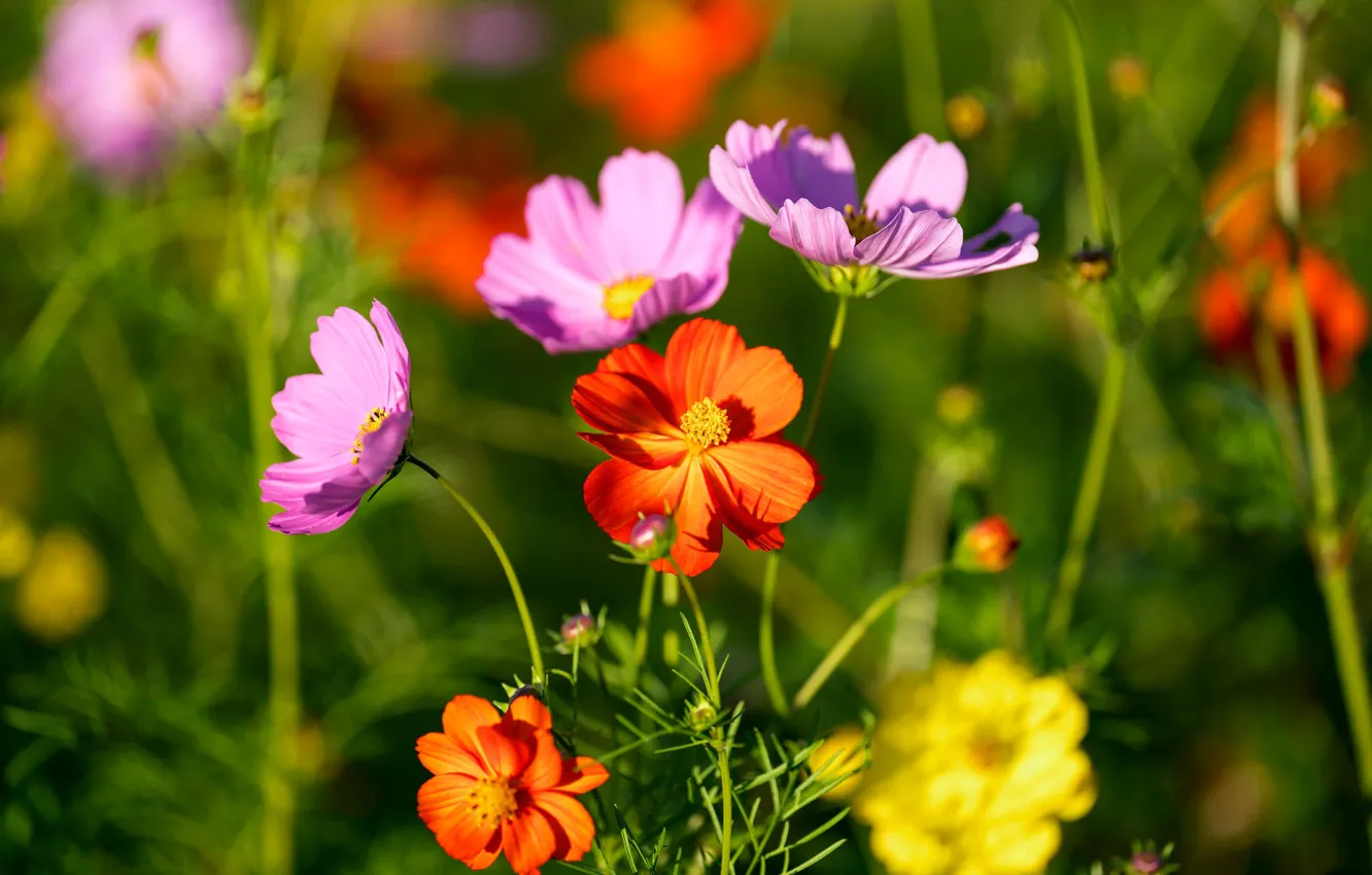 Фото обои лето, космос, свет, цветы, зеленый, фон, яркие, лепестки