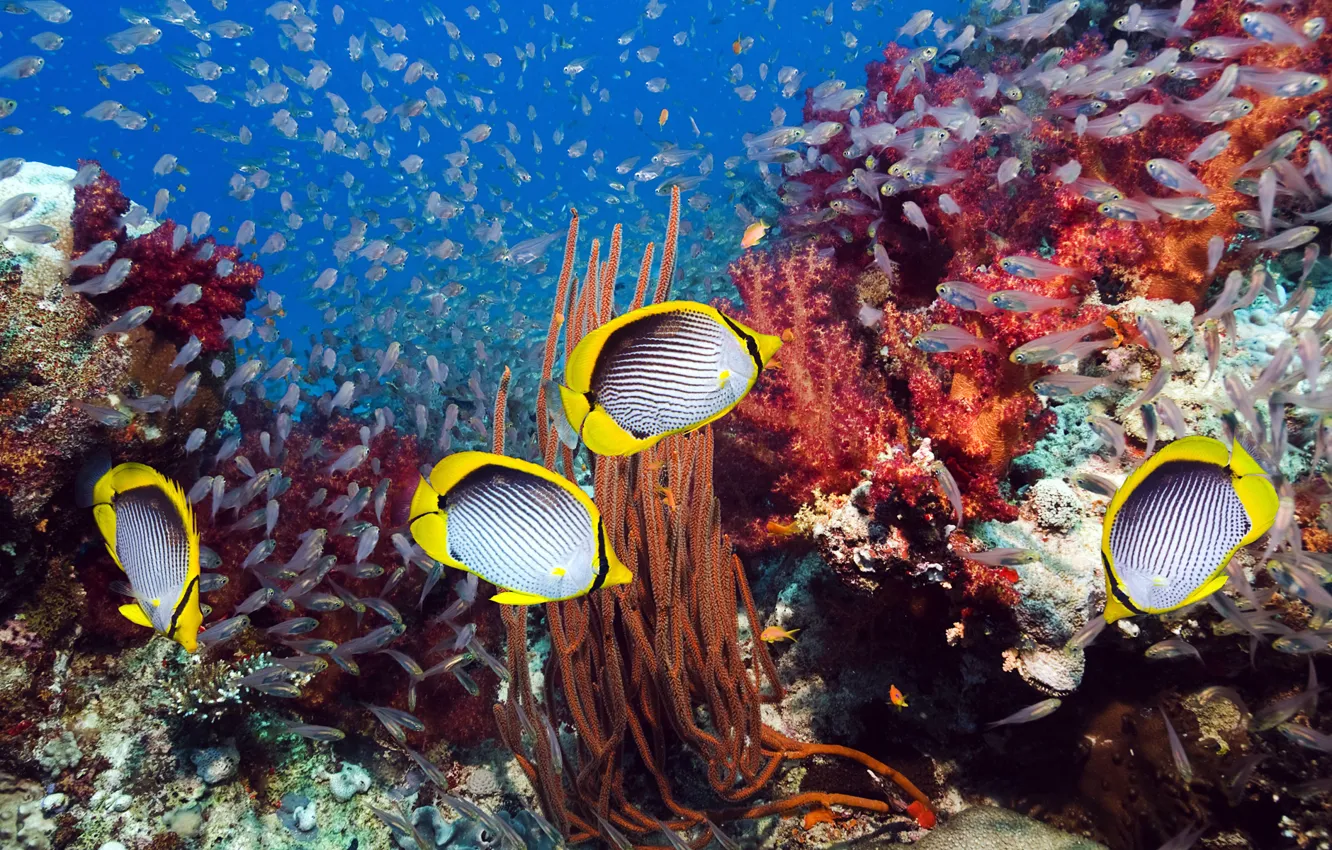 Фото обои море, рыбки, кораллы, Подводный мир