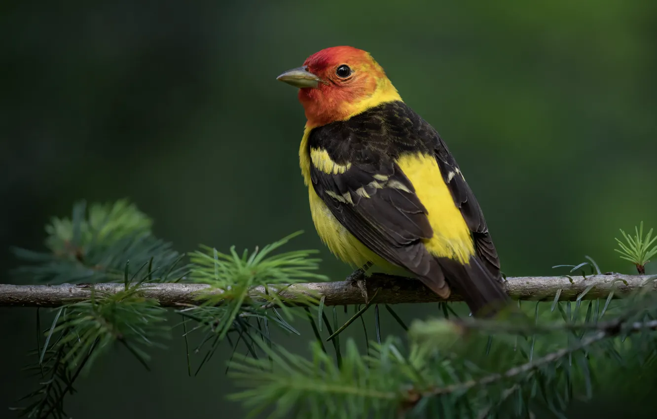 Фото обои птица, ветка, хвоя, зеленый фон, яркое оперение, красноголовая пиранга, пиранга